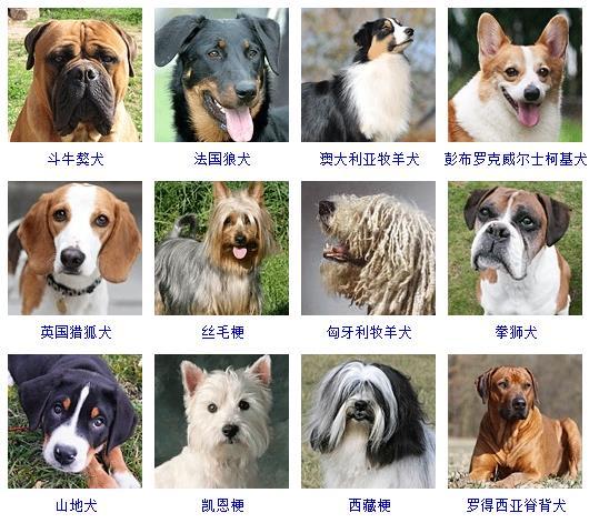 宠物狗种类大全名字？宠物狗品种图片大全