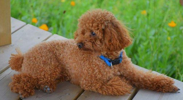 小型犬有哪些品种图片？10种小型犬很受欢迎