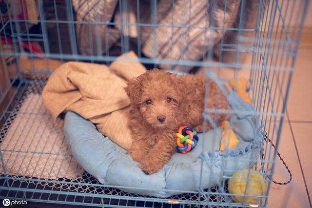 泰迪狗多少钱一只?影响价格的6大因素 泰迪狗多少钱一只?影响价格的6大因素