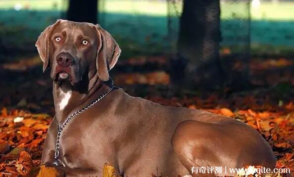 纯种威玛猎犬多少钱一只（品相决定价格）