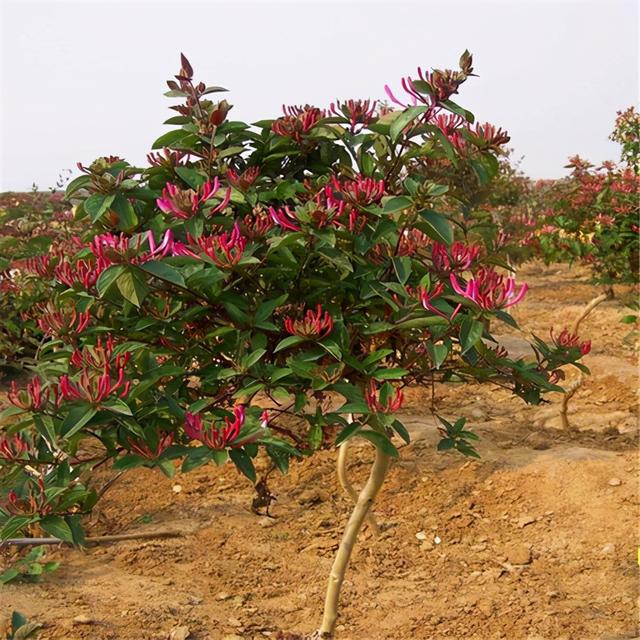 金银花真实图片大全？金银花的种植方法