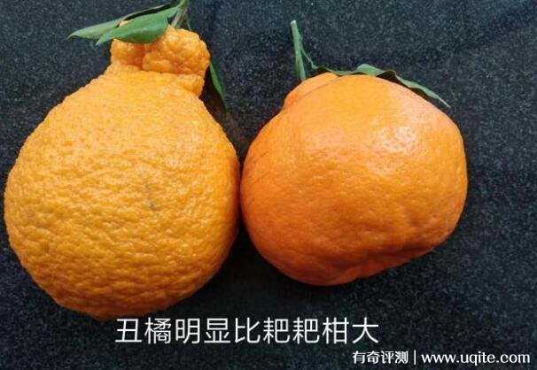 四川耙耙柑怎么念与丑橘的区别是什么（和丑橘有三大区别）