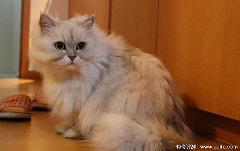 金吉拉猫多少钱一只（颜值高到不像话）