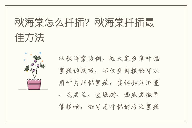 秋海棠怎么扦插？秋海棠扦插最佳方法