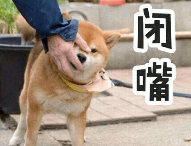 盘点最多狗用的名字？狗名字大全集