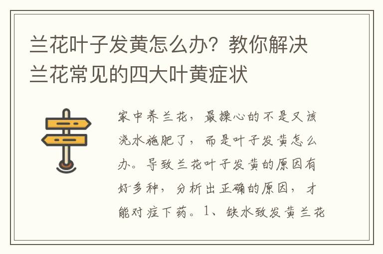 兰花叶子发黄怎么办？教你解决兰花常见的四大叶黄症状