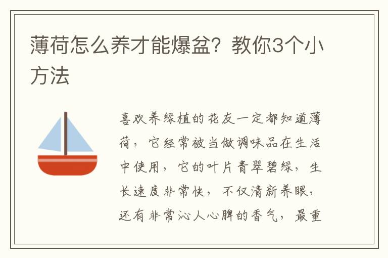 薄荷怎么养才能爆盆？教你3个小方法