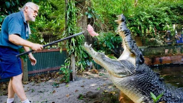 世界上最大的鳄鱼排名？盘点史上最大的10头鳄鱼