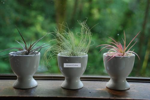 水培植物有哪些？水培植物正确方法