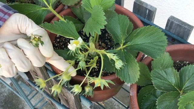 阳台上怎么种草莓？草莓盆栽种植注意事项