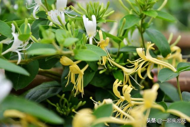 家庭花卉图片大全？六款适合家庭养护的花