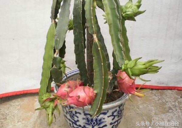 火龙果盆栽怎么种才能结果？盆栽火龙果的种植方法和技巧