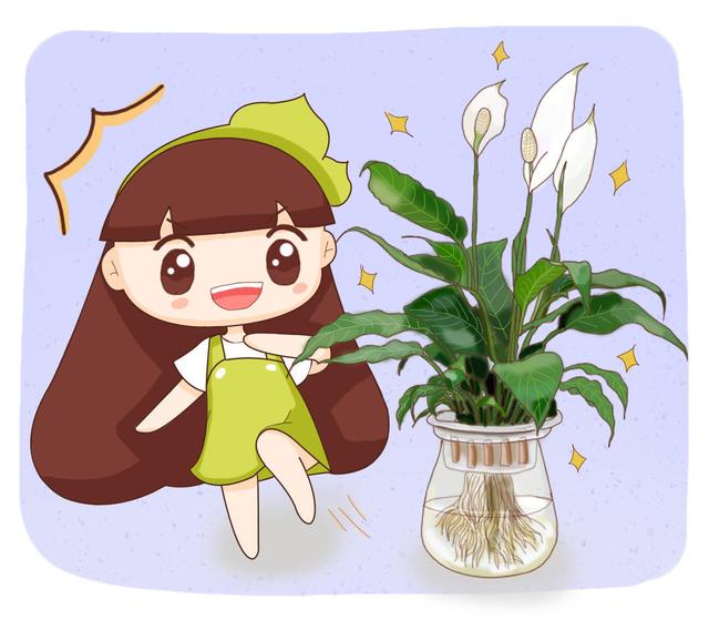 水培植物有哪些？水培植物正确方法