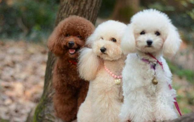 泰迪狗多少钱一只?影响价格的6大因素 泰迪狗多少钱一只?影响价格的6大因素