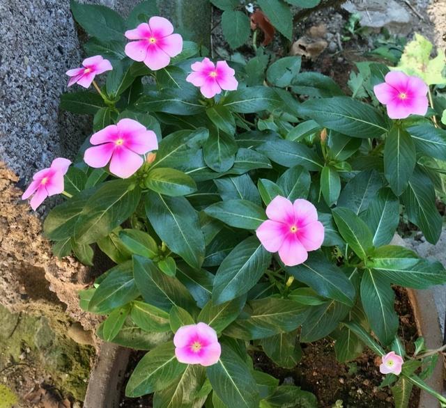 长春花怎么养花色美？养长春花的技巧有3个