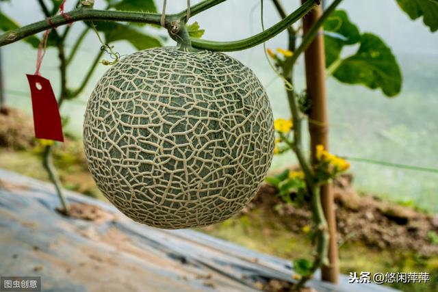 哈密瓜怎样种植与管理？注意种植的密度和摘心方法