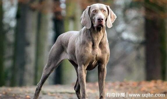 纯种威玛猎犬多少钱一只（品相决定价格）