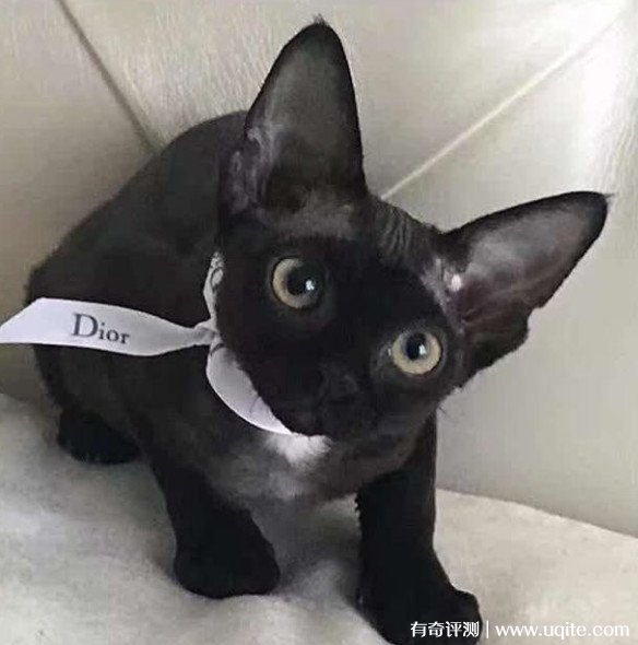 德文卷毛猫大概多少钱一只（价格高居不下的原因分析）