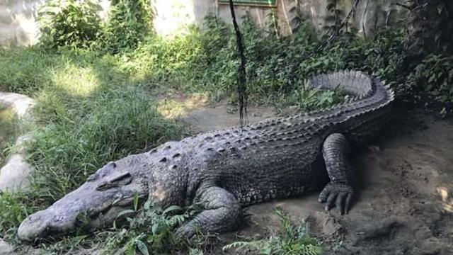 世界上最大的鳄鱼排名？盘点史上最大的10头鳄鱼