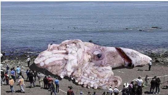 世界上神秘生物有哪些？世界十大神秘生物