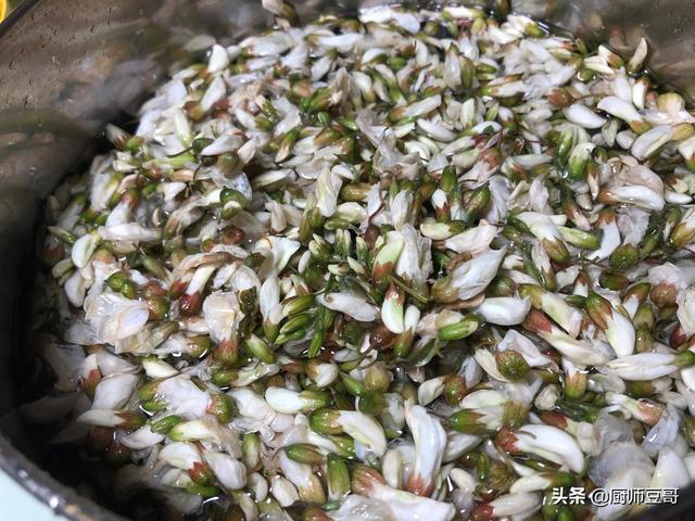 槐树花怎么做好吃？大厨教你槐花的正确做法