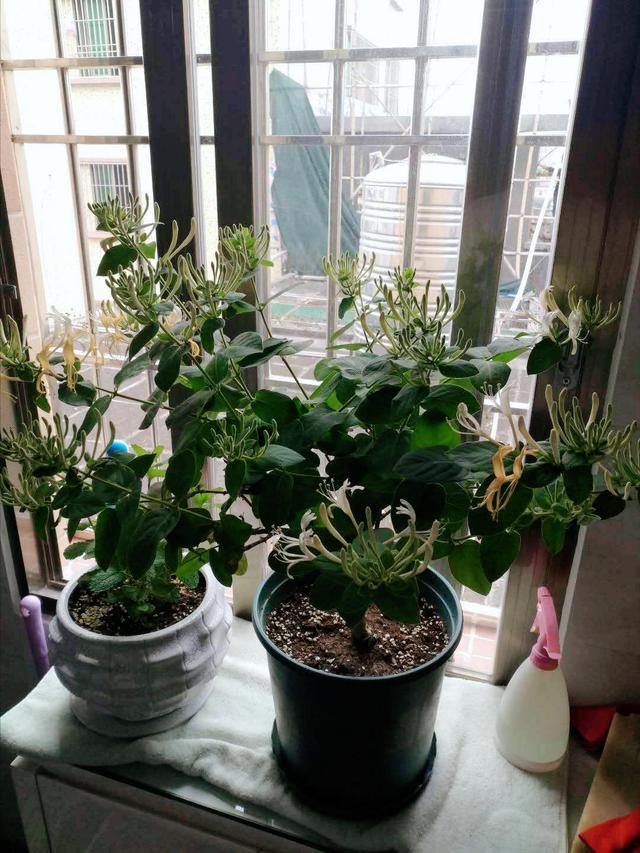 金银花真实图片大全？金银花的种植方法