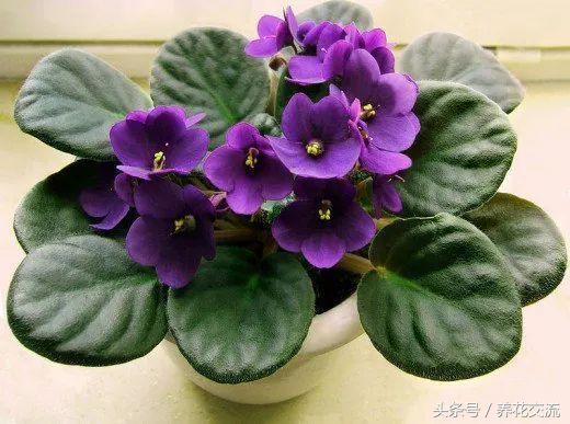 哪种植物适合养在室内？适合养在室内的8种盆栽植物