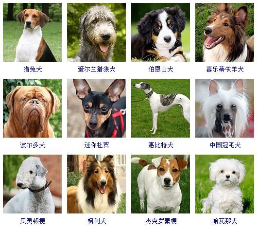 宠物狗种类大全名字？宠物狗品种图片大全