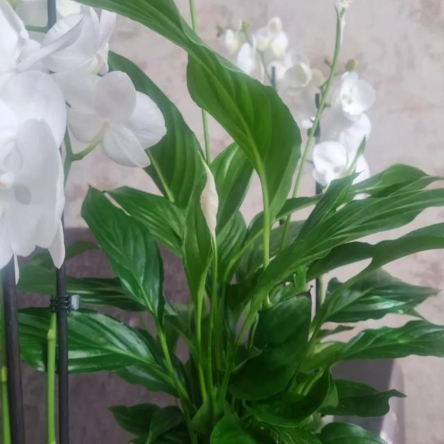 净化空气的室内植物排行榜？6种常见的室内绿植