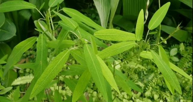 奇异的植物有哪些？世界上最奇异的5种植物