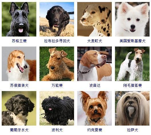 宠物狗种类大全名字？宠物狗品种图片大全
