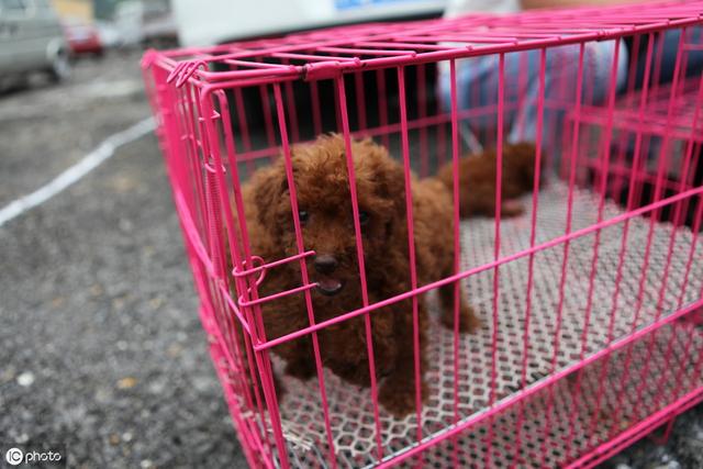 泰迪狗多少钱一只?影响价格的6大因素 泰迪狗多少钱一只?影响价格的6大因素