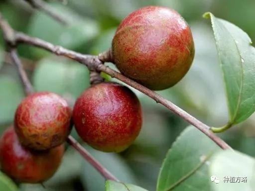 茶油树怎么种植油茶树怎么管理？油茶树种植技术及管理方法