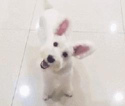 小型犬有哪些品种图片？10种小型犬很受欢迎