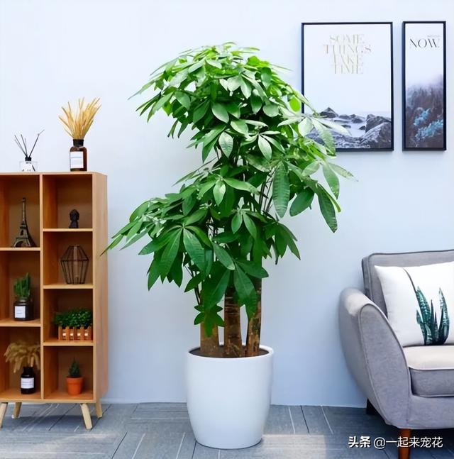 家庭花卉图片大全？六款适合家庭养护的花