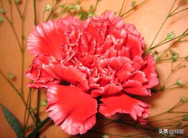 康乃馨的花语是什么？不同颜色的康乃馨的花语