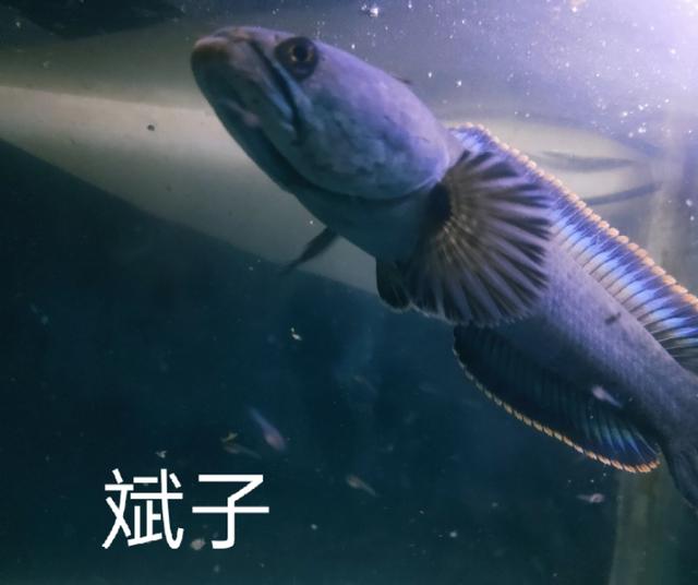 彩虹雷龙图片大全？彩虹雷龙鱼怎么饲养