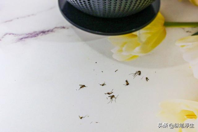 锐舞灭蚊灯有效果吗？锐舞黑洞灭蚊灯使用评测